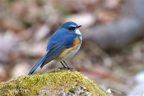 風水鳥|縁起のいい鳥/幸福の鳥17選｜ツバメ/ルリビタキ？縁 